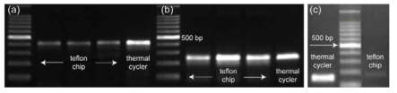 3차원 테프론 PCR 마이크로칩을 이용한 유전자 증폭 결과