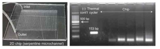 평면 PCR 칩을 이용하여 Cochlodinium polykrikoides를 증폭시킨 결과