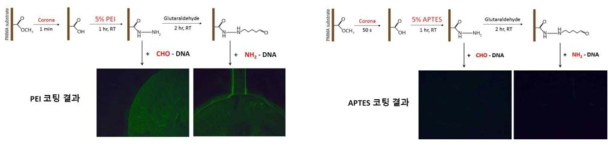 프라이머 고정화에 미치는 PEI/APTES 표면의 영향 및 프라이머 말단기의 영향 비교