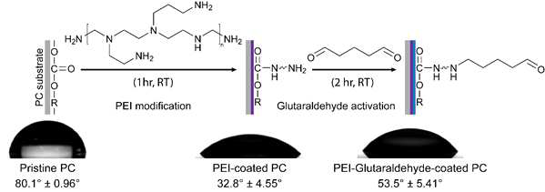 PEI 및 GA에 의한 PC 표면의 순차적 표면개질화 및 물 접촉각 측정 결과