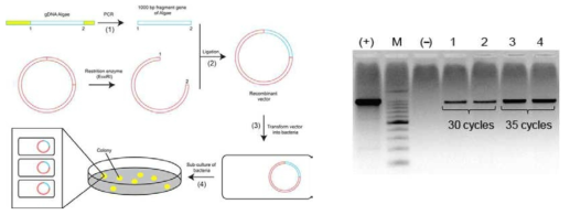 클로닝을 통한 Cochlodinium polykrikoides 유전자 대량 확보 개략도 및 유전자 증폭 결과