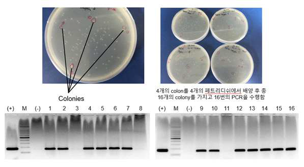 대량 확보한 유전자를 이용하여 PCR을 수행한 결과