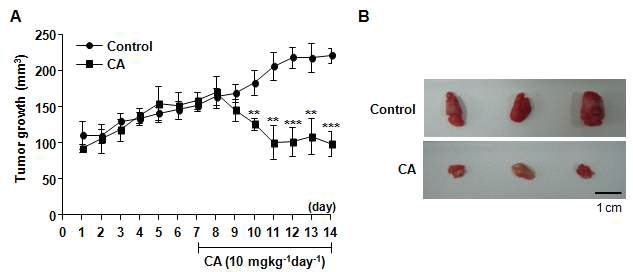 Mouse tumor model에서 CA의 tumor growth 억제 효과 (A) 암의 크기를 2주간 매일 측정하여 그래프화 (B) 암세포 주입 2주 뒤, 암덩어리를 쥐로부터 추출