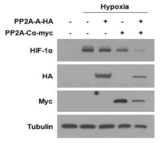 PP2A 과발현에 의한 HIF-1α 단백질 감소
