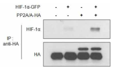 PP2A a subunit과 HIF-1α의 단백질 결합 확인