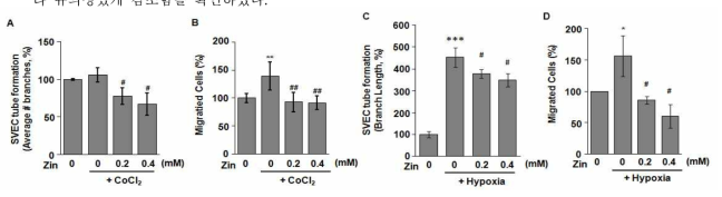 Zingerone의 혈관신생 억제 효과. (A) (B) CoCl2 처리 조건. (C) (D) 저산소 조건.