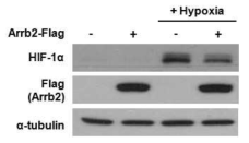 Arrb2에 의한 HIF-1α 단백질 감소