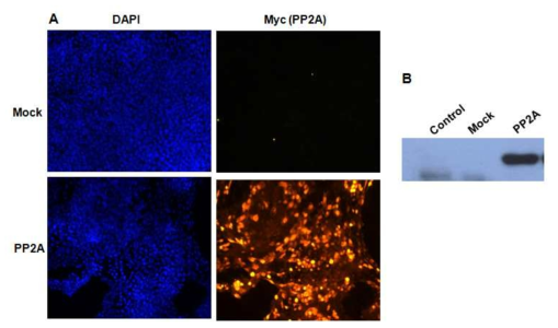 HeLa 세포에서 PP2A expression vector의 발현 확인 (A) Myc에 대한 세포형광염색 (B) Western blot analysis