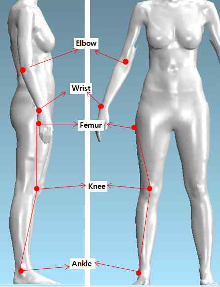 팔,다리 자세를 위한 인체 측정점