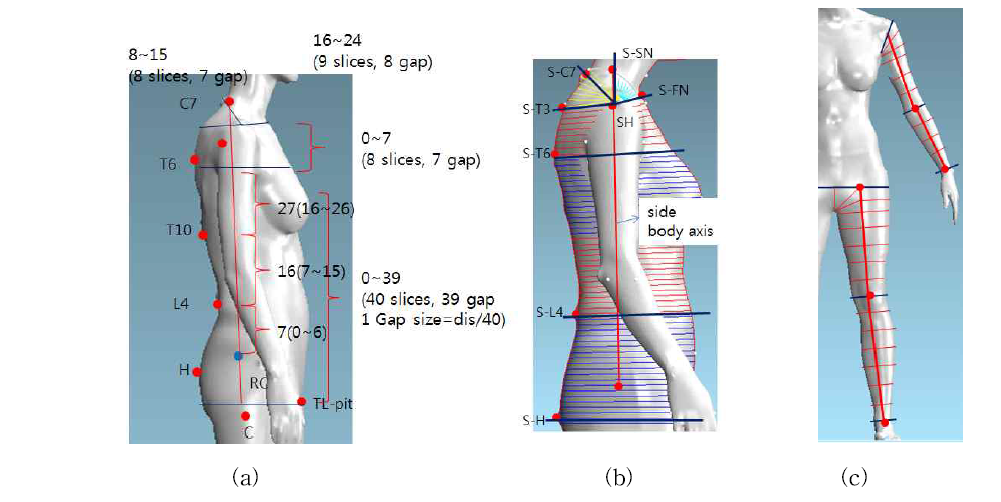 몸통 부위별 수평메쉬라인 구성 방법(a), 구성결과(b), 팔, 다리 부위(c)