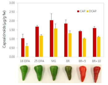 Capsaicinoid contents of placenta tissues in C. annuum cv. CM334 during fruit development and ripening. CAP: capsaicin, DCAP: dihydrocapsaicin, DPA: days after pollination, MG: mature green, BR: breaker, BR+5: 5 days after BR, BR+10: 10 days after BR