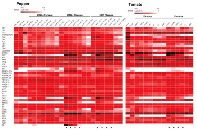 Expression of candidate genes involved in capsaicinoid biosynthesis in the pepper and tomato. Pathway genes in the pungent pepper, CM334, and non-pungent pepper, ECW30R, are compared in the left panel and their ortholog genes in tomato are presented in the right panel. PC, PL, and B indicate pericarp, placenta, and breaker stage with days post-anthesis, respectively. The pepper tissues and developmental stages where capsaicinoids are synthesized, along with their corresponding tissues in non-pungent pepper and tomato, are marked with asterisks at the bottom. The full names for the abbreviations are listed in Table 1.