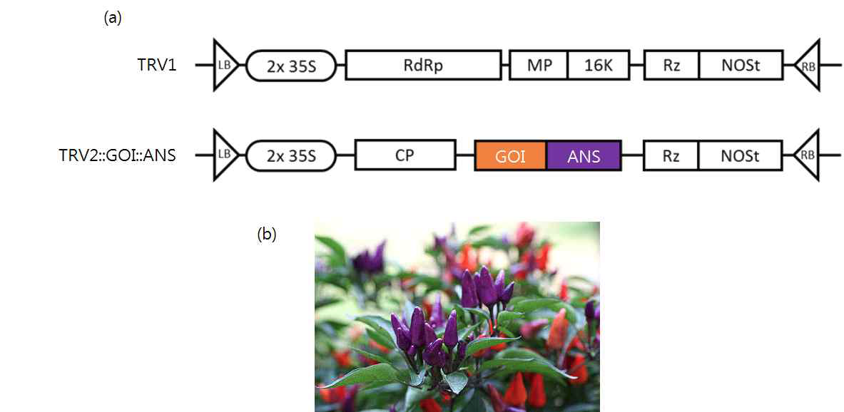 New virus induced gene silencing (VIGS) system for pepper fruit (a) schematic diagram of TRV-based VIGS systems (Chung et al., 2004) (b) anthocyanin-rich pepper germplasm (C.annuum cv. Newmex halloween) used for new VIGS systems