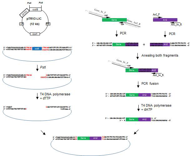 Cloning procedure using the An2 reporter and the TRV2-LIC vector adapted from Dong et al.