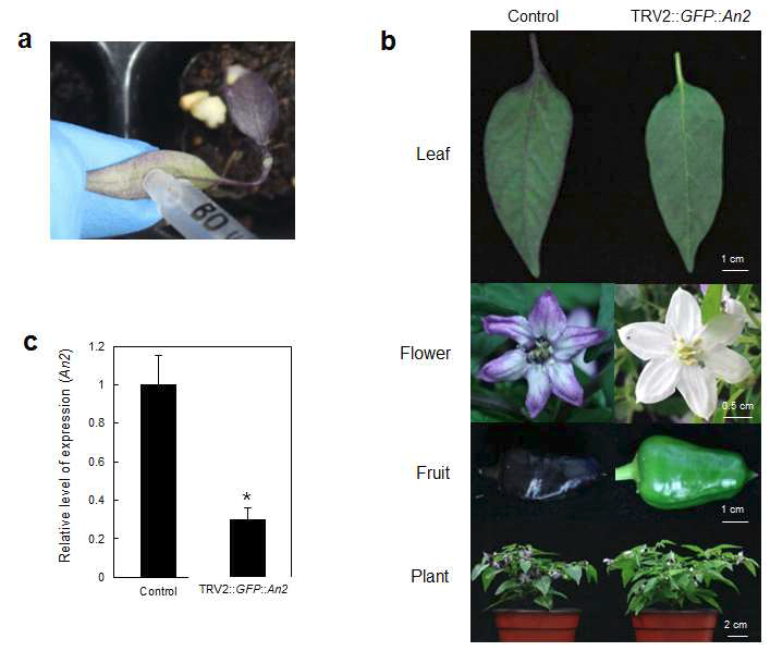 Anthocyanin-mediated visualization of VIGS in peppers using TRV2-LIC and An2 as a reporter.