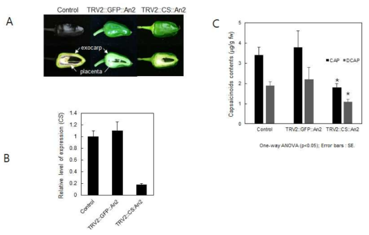 Cosilencing of capsaicin synthase (CS) and An2.