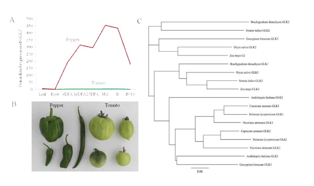 Distinct expression pattern of GLK2 potentially impacting immature fruit color in pepper and tomato.