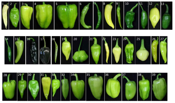 Pepper germplasms showing diverse immature fruit colors. Detailed information of each germplasm by each number was given in Table 1.