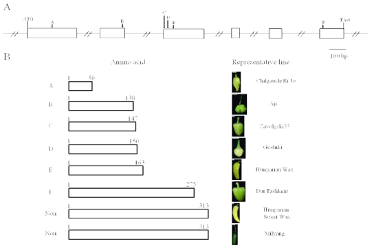 10. Gene structure of CaGLK2 and allelic variation causing nonsense mutation in diverse pepper germplasms.