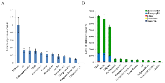 qRT-PCR analysis of CaGLK2 expression and quantification of chlorophyll and carotenoids levels in representative lines by HPLC.