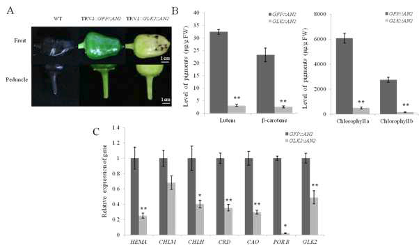 Immature fruit color changes, carotenoid and chlorophyll variations and gene expression changes of chlorophyll biosynthesis due to CaGLK2 silencing Purple pepper, C. annuum “Newmex Halloween” were used for VIGS as wild type.