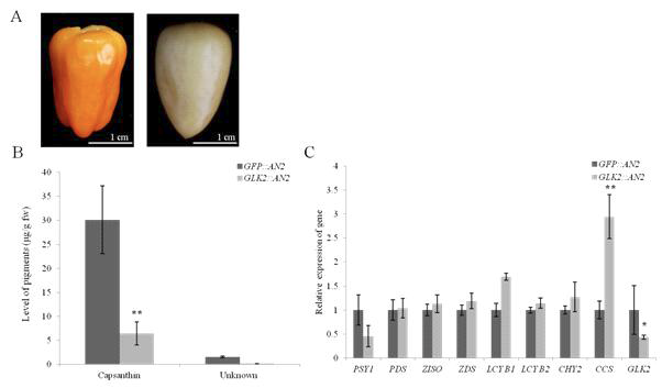 Ripe fruit color changes, carotenoid variations and expression changes of carotenoid biosynthesis genes due to CaGLK2 silencing