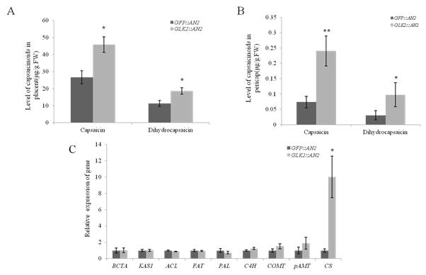 Capsaicinoid contents and expression level of capsaicinoid biosynthetic genes in GLK2-silenced immature fruits.