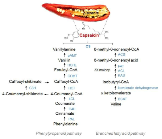 capsaicinoid biosynthetic pathway. The biosynthetic genes are listed in Table 1.