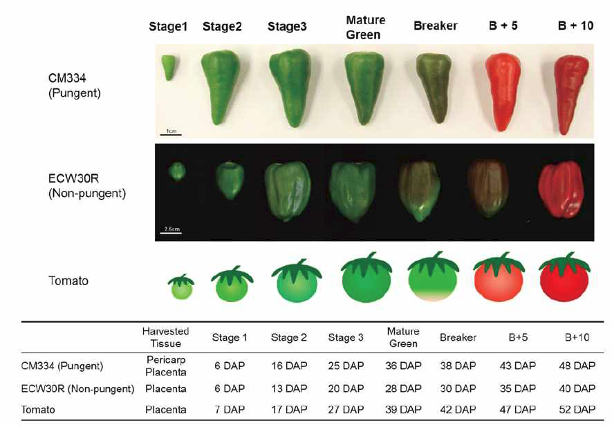 Developmental stages of pepper and tomato fruit for RNA-seq analysis. Total RNAs were extracted from pepper and tomato at indicated developmental stages for RNA-seq library preparation