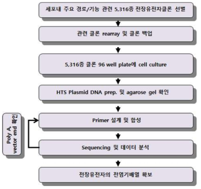 5,316종 인간 전장유전자클론의 전염기배열 해독 순서도