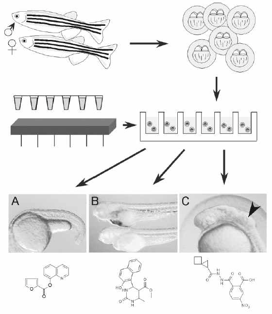 Zebrafish를 이용한 drug screening의 모식도.