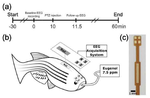 (a) 제브라피쉬에서의 EEG 측정 타임라인. (b) 측정 setup 모식도. (c)측정에 사용된 전극의 사진.