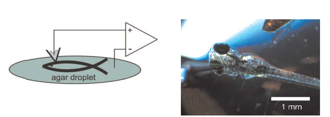 Zebrafish 배아에서의 비침습적 EEG 측정 방법의 모식도(좌)와 사진(우). Agarose gel에 삽입시킨 배아에 1 M NaCl이 채워진 glass pipette을 optic tectum 위에 위치시켜 표면전극으로 사용하며, 또 다른 glass pipette은 agarose gel 위에 위치시켜 reference 전극으로 사용함.