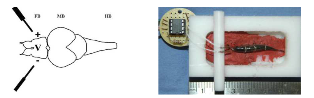 zebrafish 성체에서의 potential difference 측정 set up의 모식도(좌). Recording chamber에 성체를 고정시키고 wire를 삽입하여 측정하는 모습(우)
