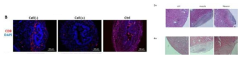 요줄기세포의 생체적합성 평가를 위한 CD8 항체를 이용한 IHC, 신장피막하에 도입된 요줄기세포의 종양원성분석(2주, 4주)