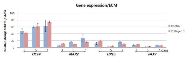 제1형 콜라젠에서 배양된 요줄기세포의 줄기세포능(Oct4) 유지와 신경(Map2), 상피(Up1a), 근(Pax7) 으로의 분화 억제 효과