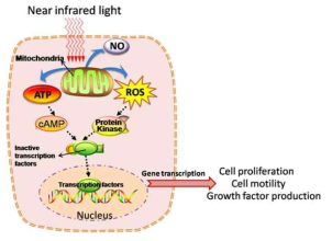 저출력 광 조사 (Low level light)에 의한 세포 내 반응