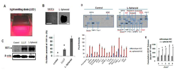 피부 재생 관련 cytokine을 western blot과 ELISA assay로 확인함