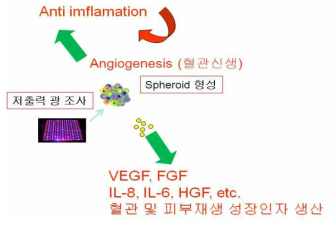 저출력 광 조사에 의해 만들어진 줄기세포 스페로이드 이식을 통한 혈관 및 피부재생 성장인자 생산 및 혈관신생 촉진