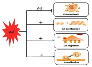 세포에 광 조사 (Low level light therapy) 효과