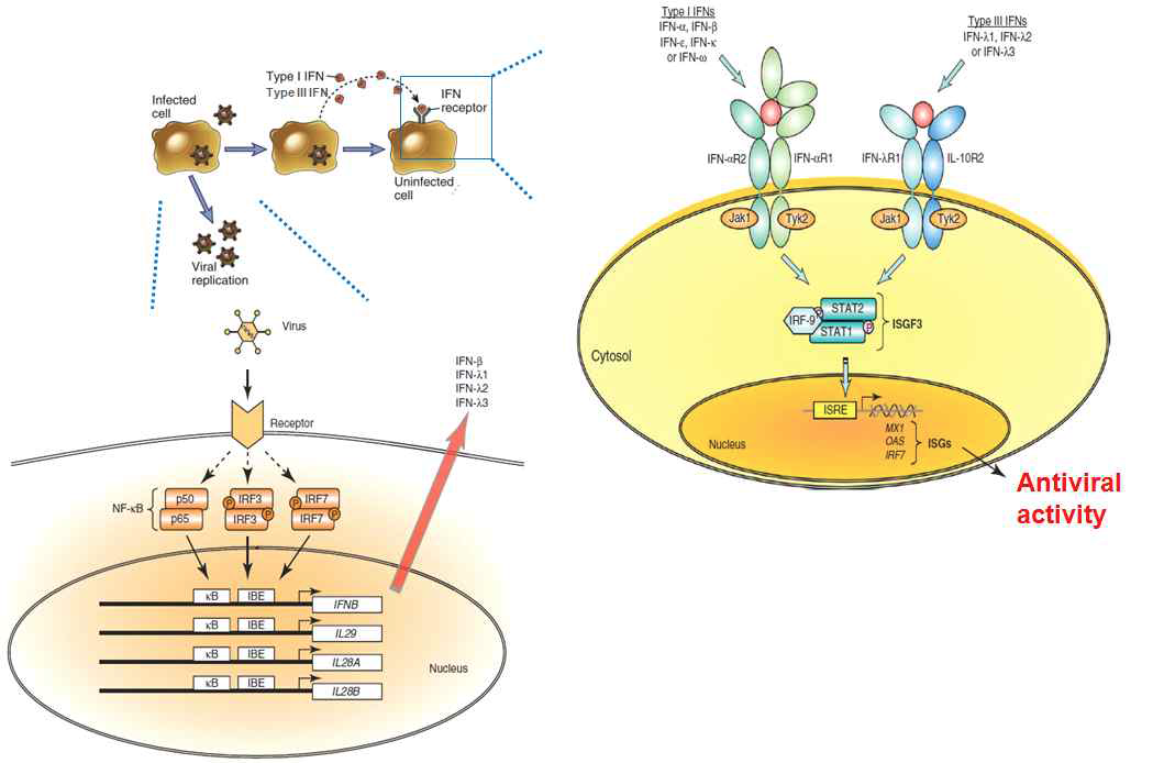 호흡기 바이러스 감염 후 type I과 type III IFNs의 신호전달 과정.