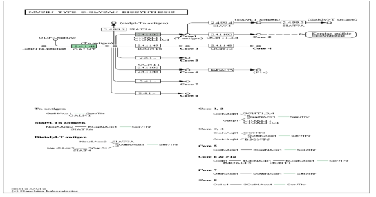 mucin type O-glycan biosynthesis 패스웨이