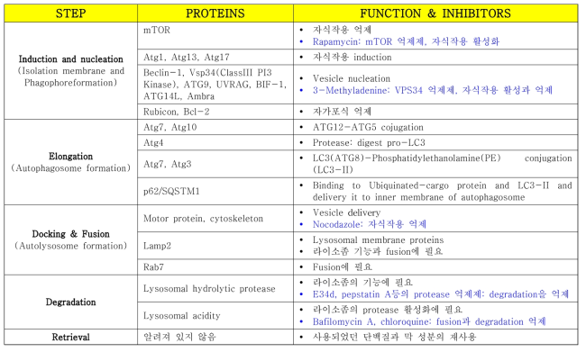 자식작용의 단계 및 조절 단백질의 기능