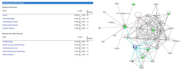 EHMT2 억제제에 의해 변화되는 유전자들의 Ingenuity pathway Analysis(IPA)