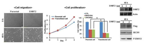 EHMT2/G9a 과발현에 따른 암세포 성장 및 이동 변화