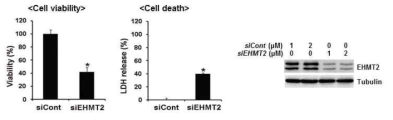 EHMT2/G9a 억제에 따른 암세포 사멸 분석