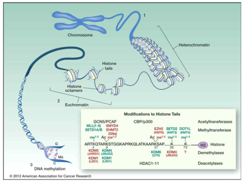 히스톤 H3 단백질 N-말단의 후성유전체 조절