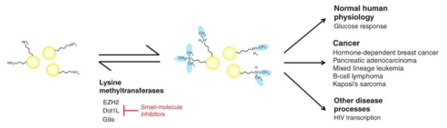 KMT의 히스톤 메틸화 작용 및 생물학적 기능