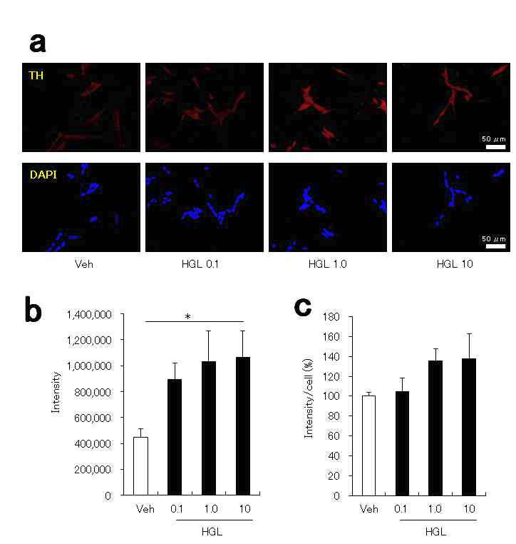 Effects of HGL on tyrosine hydroxylase expressions in SH-SY5Y neuroblastoma.