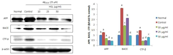 Effect of extract from HGL on APP, CTF-β and BACE expression in C6 glial cells treated with Aβ25-35.